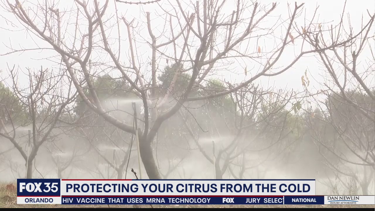 Farmers prepare for Central Florida freeze