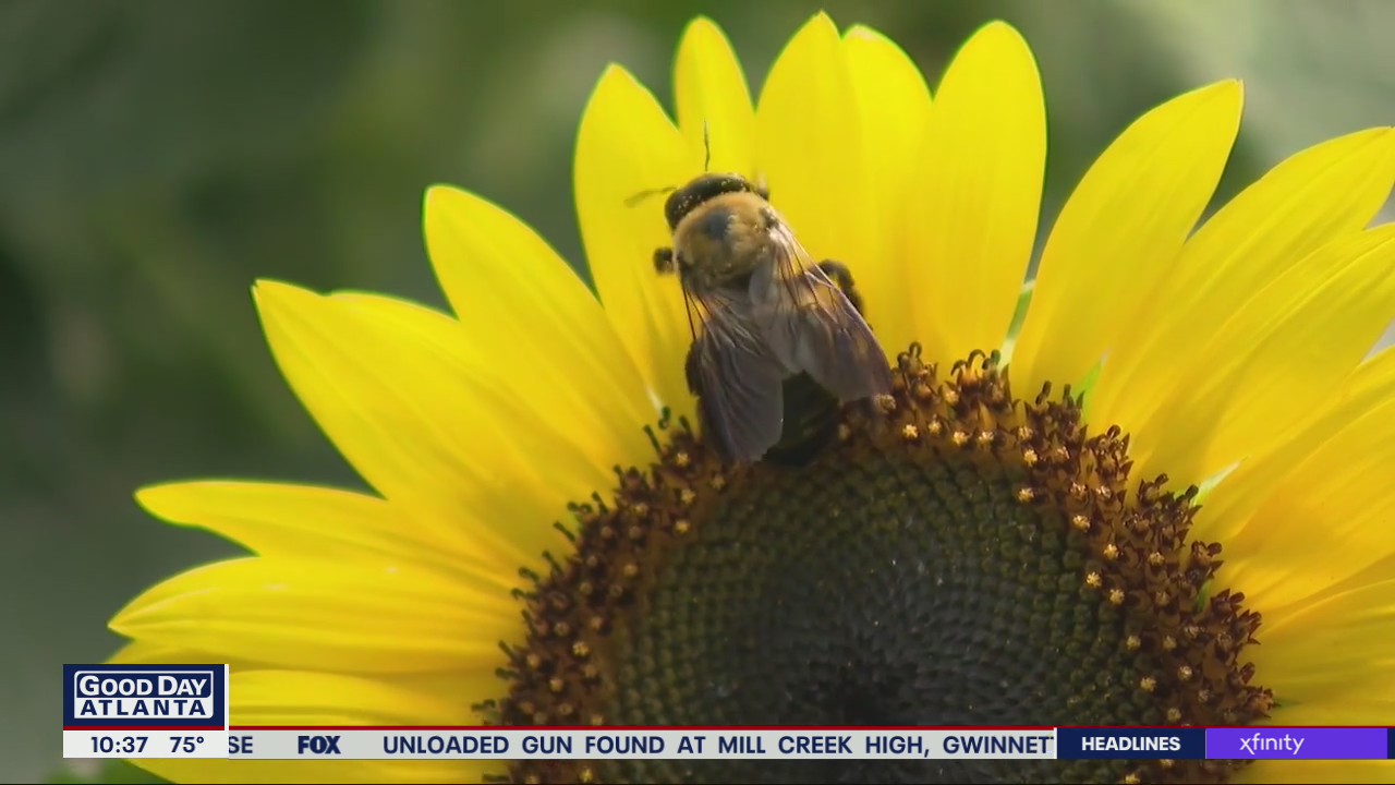 Lets talk pollinators with Pike Nurseries