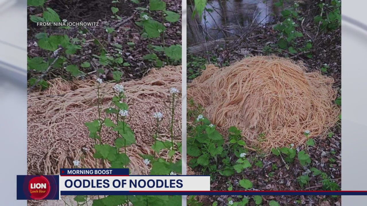 Oodles of noodles in the woods