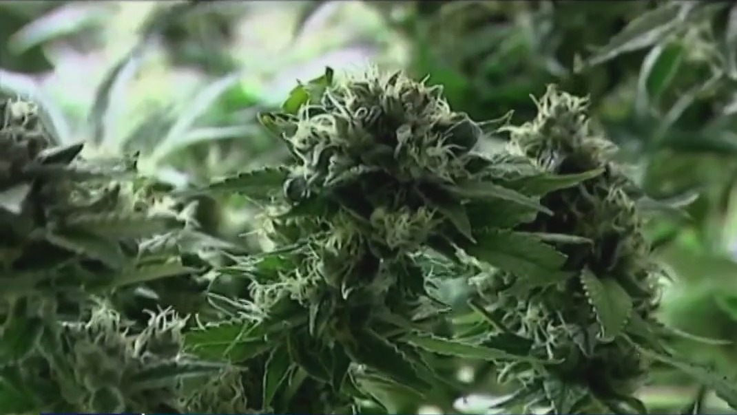 MN Senate passes bill to legalize marijuana