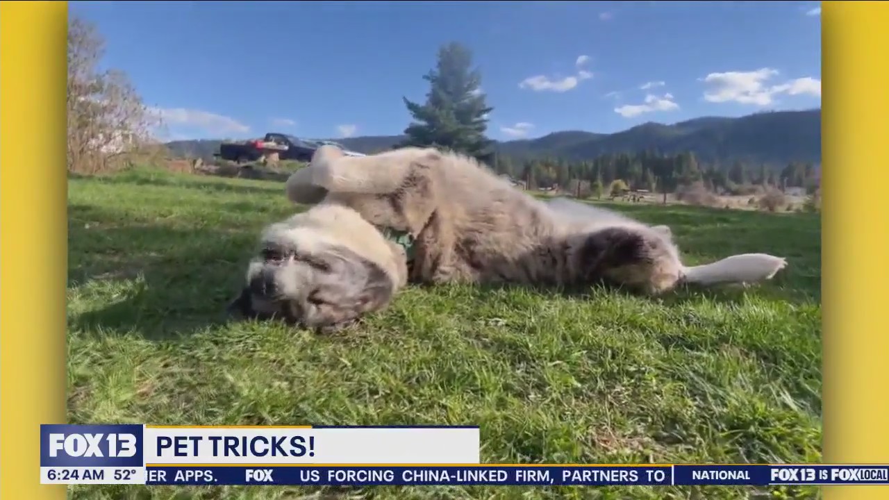 Pet Tricks for Tuesday, May 14