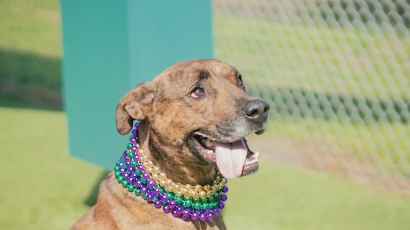Orlando shelter's longest resident, George, hopes to find loving family to call his own