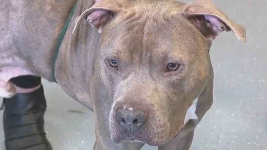 Consider adoption at the Wisconsin Humane Society