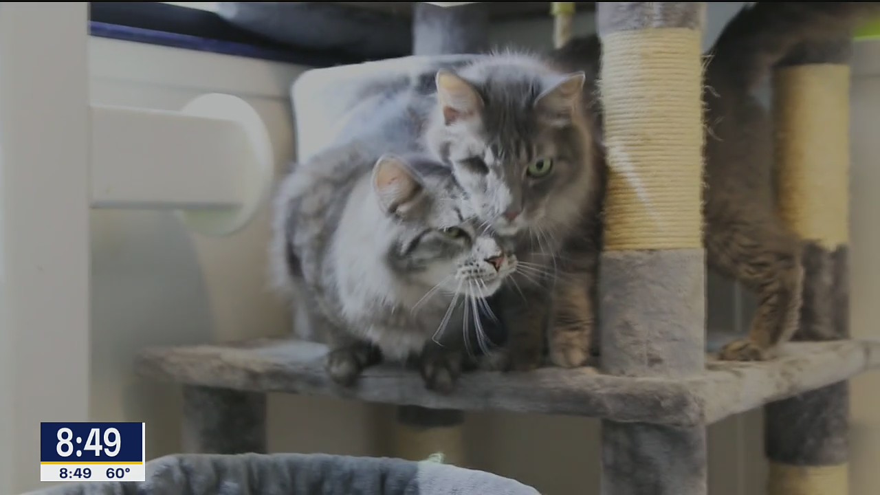 Pets of the Day: Pumpkin and December