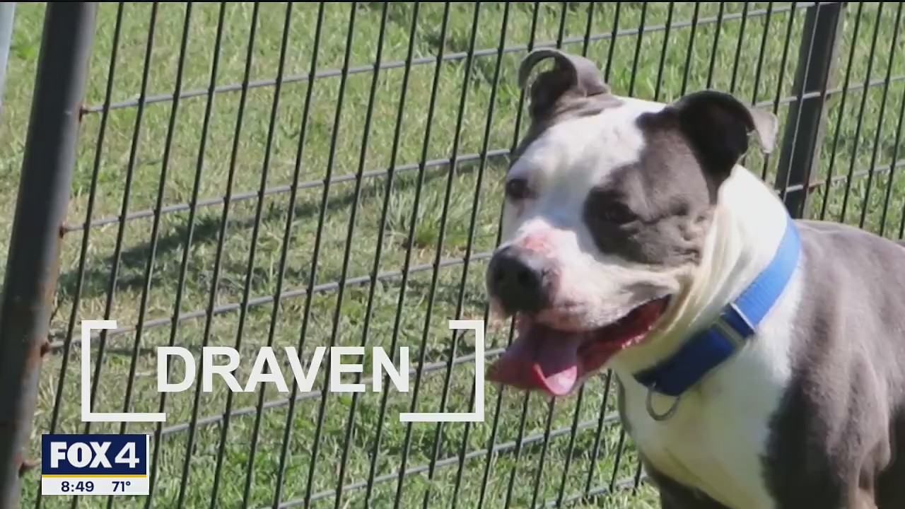 Dog of the Day: Draven