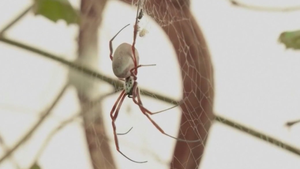 Spider season is upon us