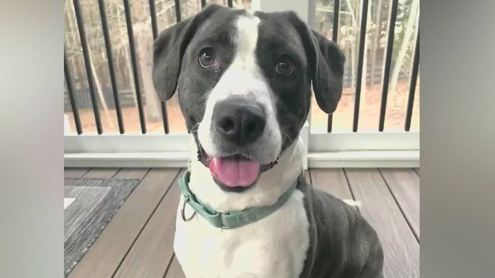 Pet of the Day from Hero Dog Rescue