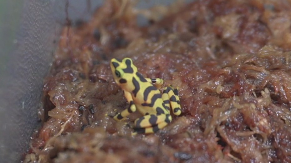 ZooTampa protecting endangered frog species