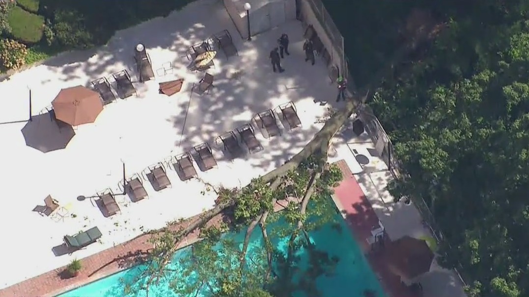 Woman in pool struck, killed by falling tree in Bronx