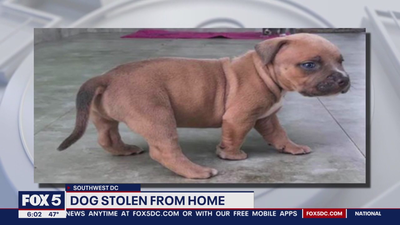 Puppy stolen from DC residence during break-in