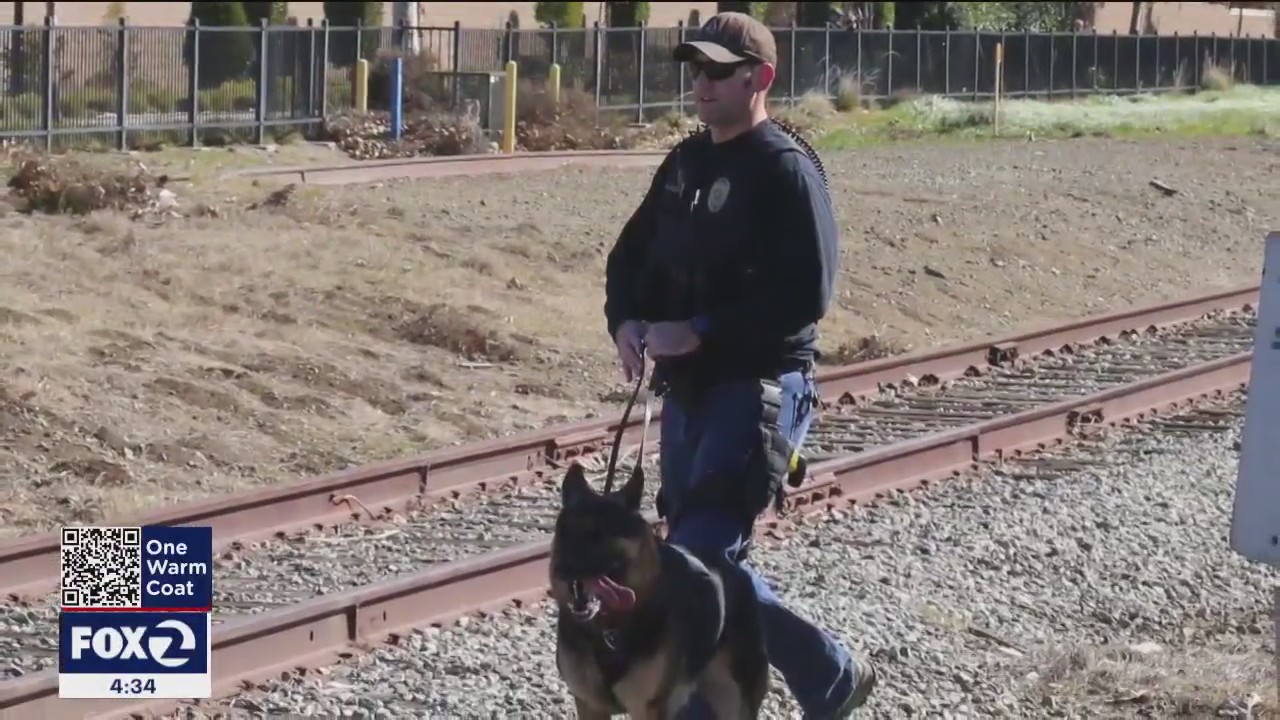 A closer look at police dog protocol