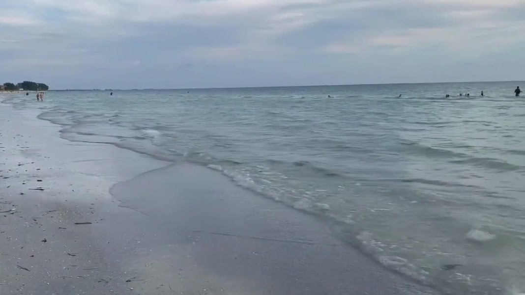 ‘Sea sawdust’ appears on Pinellas County beaches