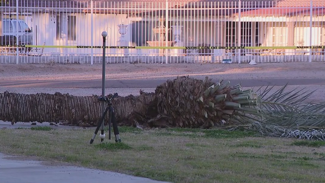 Fallen tree kills man at Phoenix park
