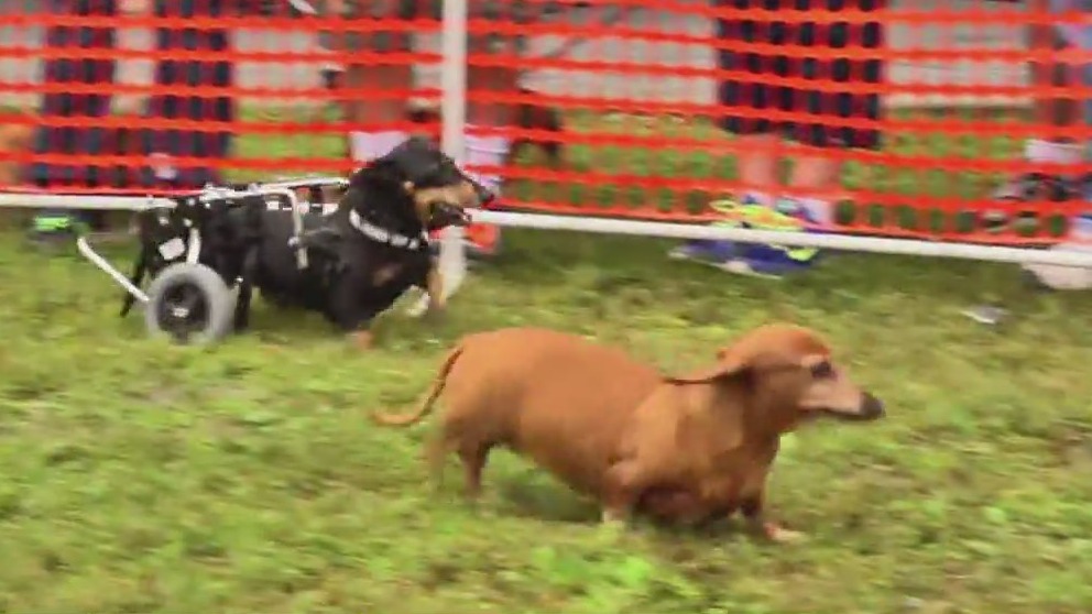 Dox-a-Palooza race will benefit dachshund rescue group