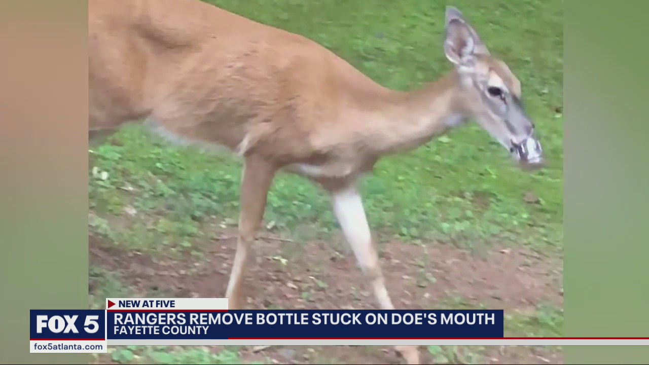 Ranger help malnourished deer with bottle stuck on nose