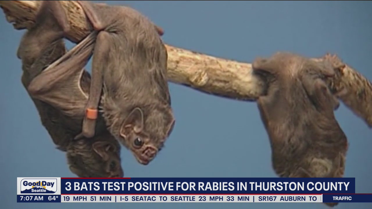 3 bats test positive for rabies in Thurston County