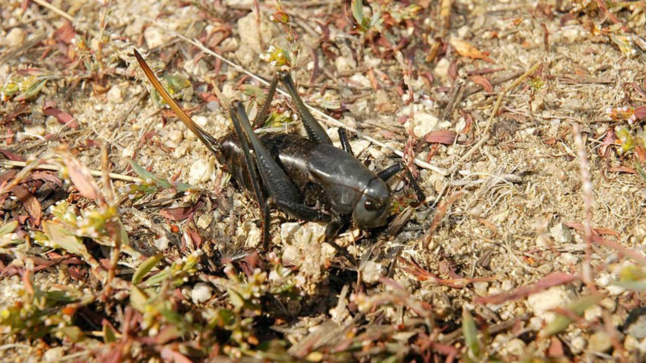 Tractor used to clear sea of Mormon crickets off Idaho highway