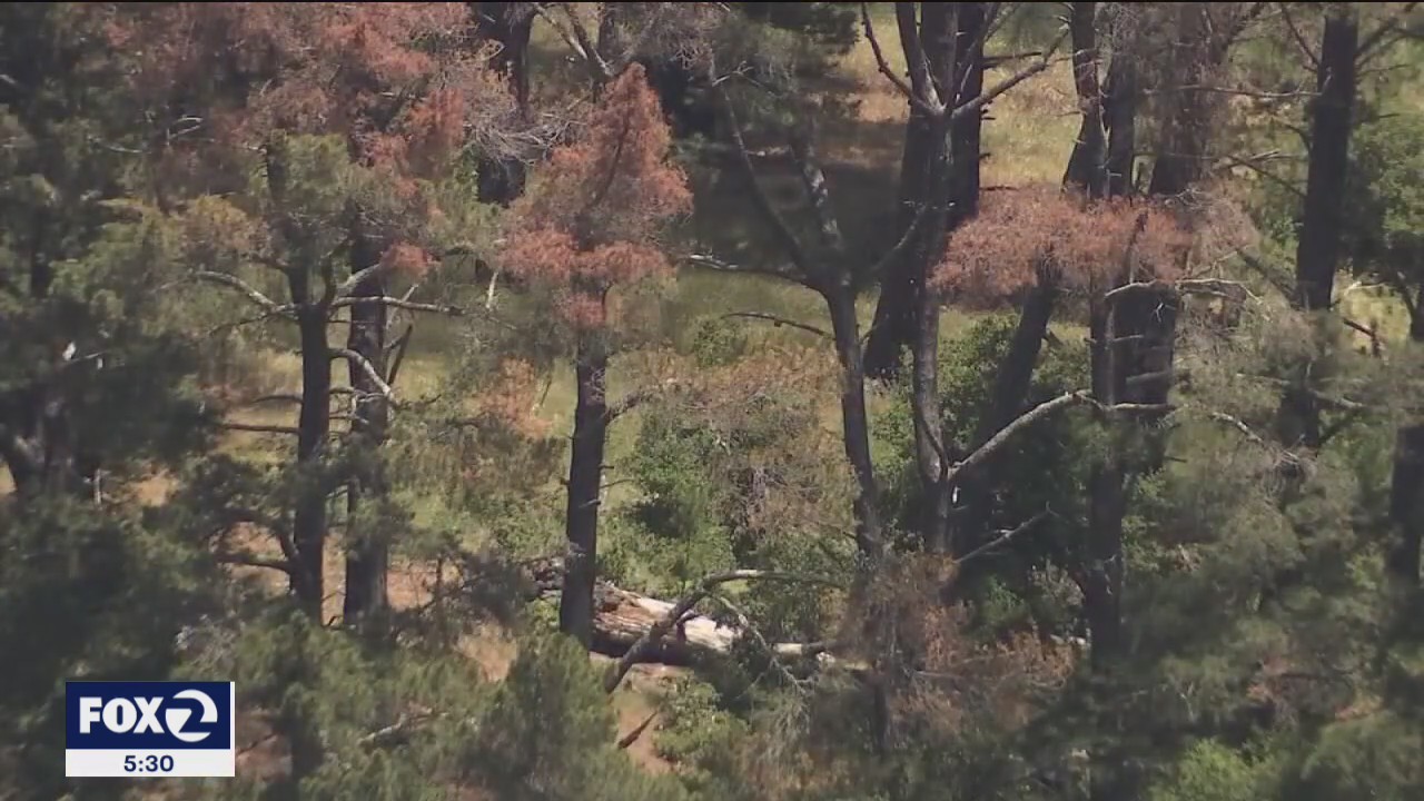 Sudden tree die off the latest wildfire threat