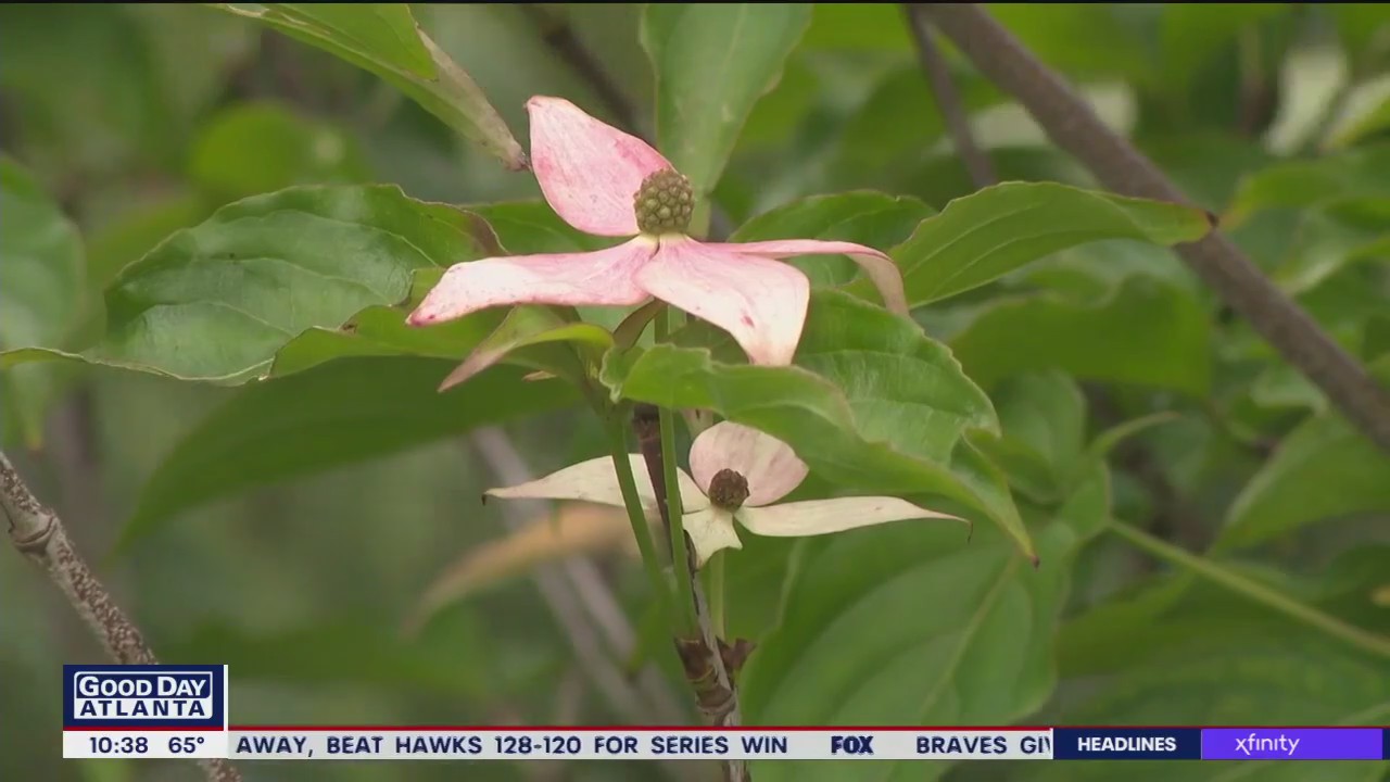 The best trees you can plant on your own