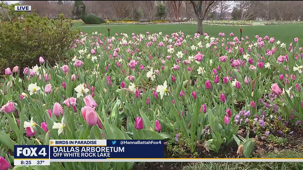 Dallas Blooms is back with a Birds in Paradise theme