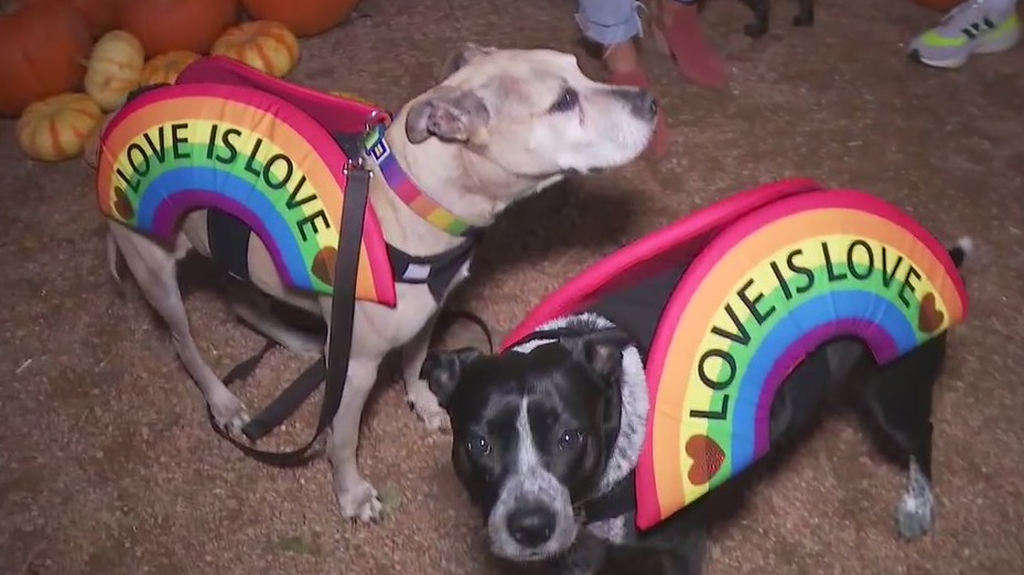 Cosmic Coffee and Beer Garden hosting dog and owner costume contest