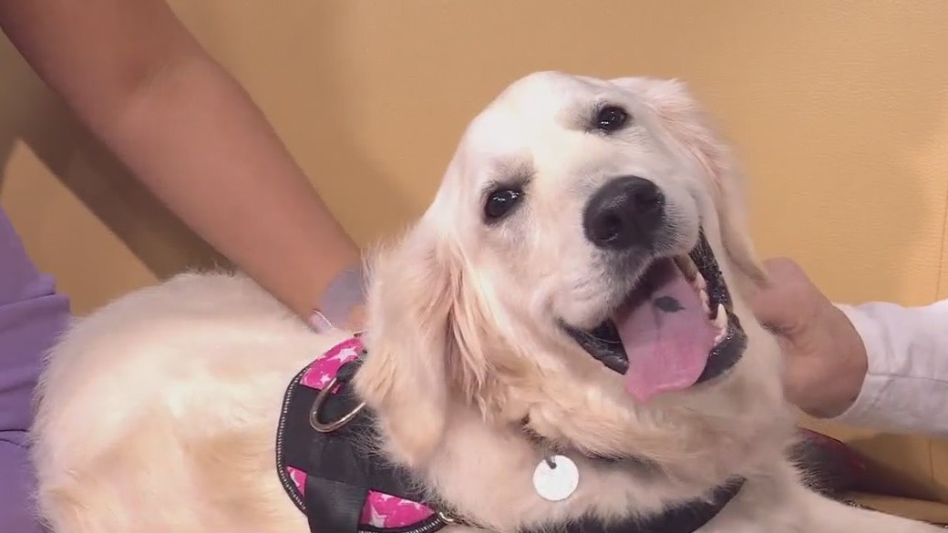 Pet of the Week: Haven from Gold Ribbon Rescue