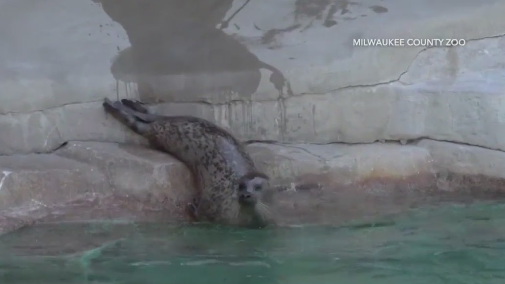 Milwaukee County Zoo harbor seal makes debut