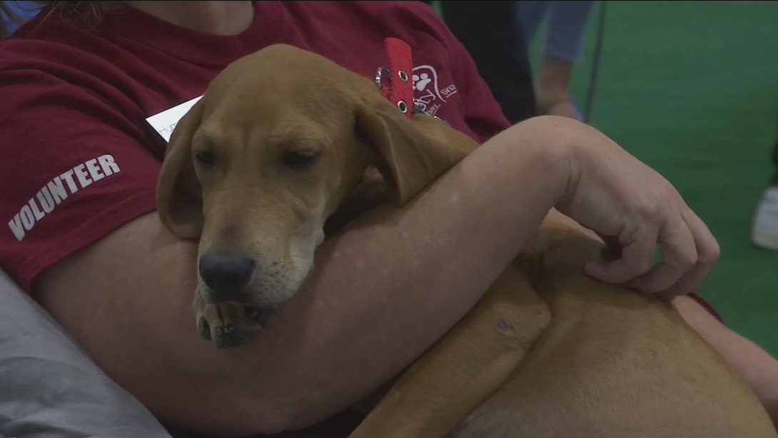 'Snuggle delivery' made to St. Pete business