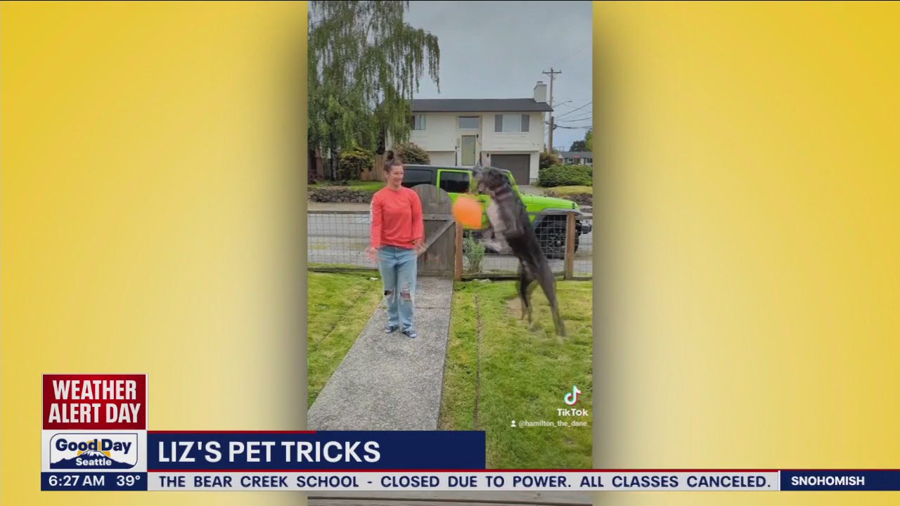 Liz's Pet Tricks for Wednesday, November 30