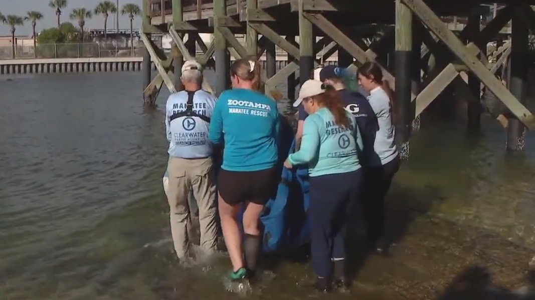 Rescued manatees released back into the wild
