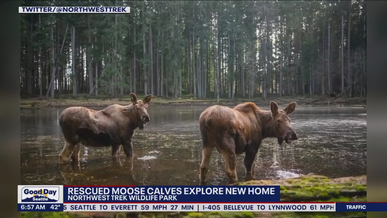 Rescued moose calves thriving in their new home in Eatonville