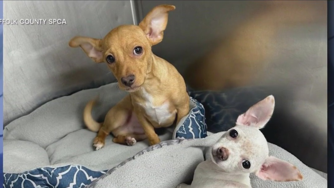 Chihuahuas rescued after ODing on drugs