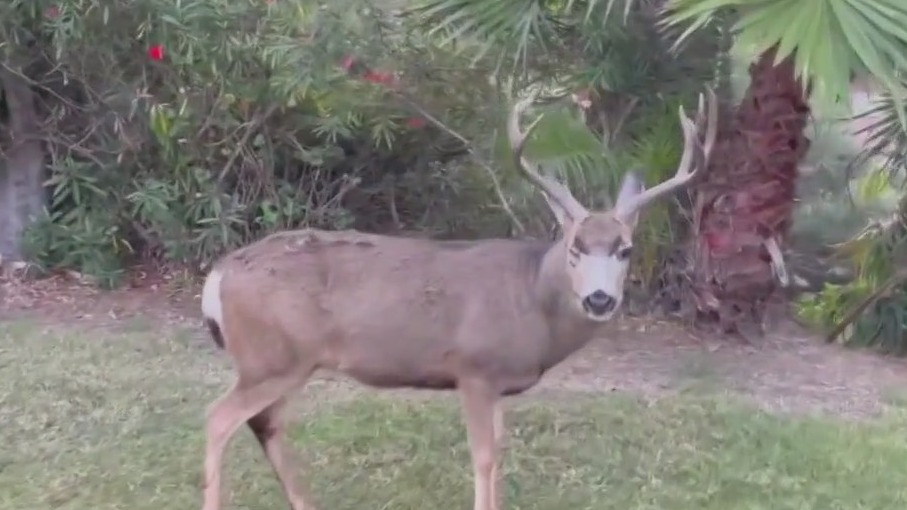 Catalina's plan to rid the island of deer