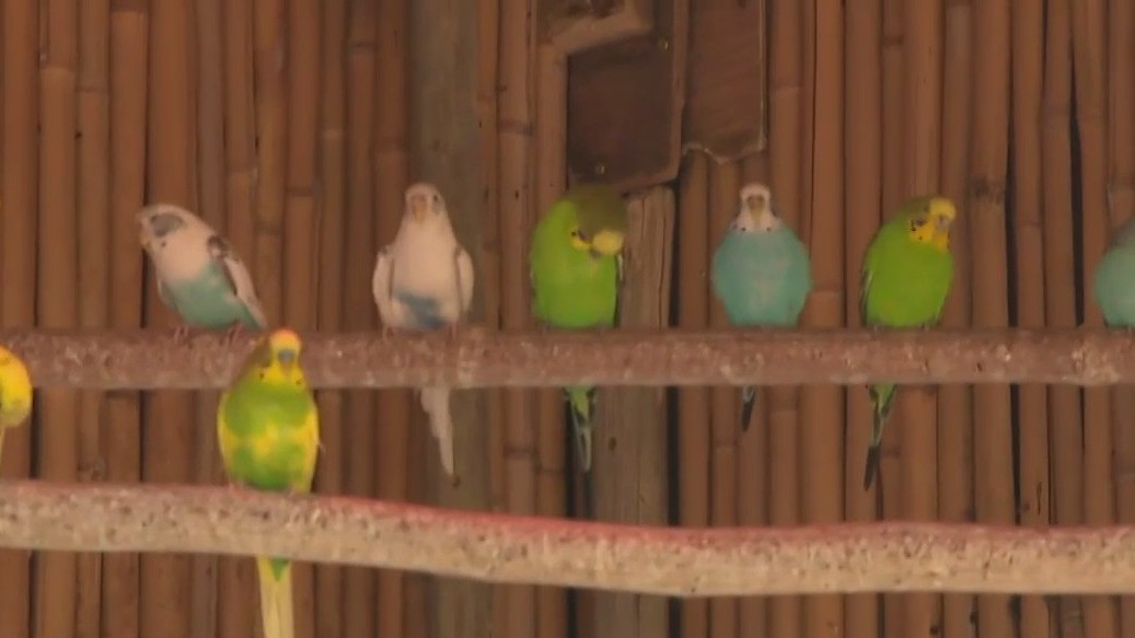 Visit the Racine Zoo's aviary