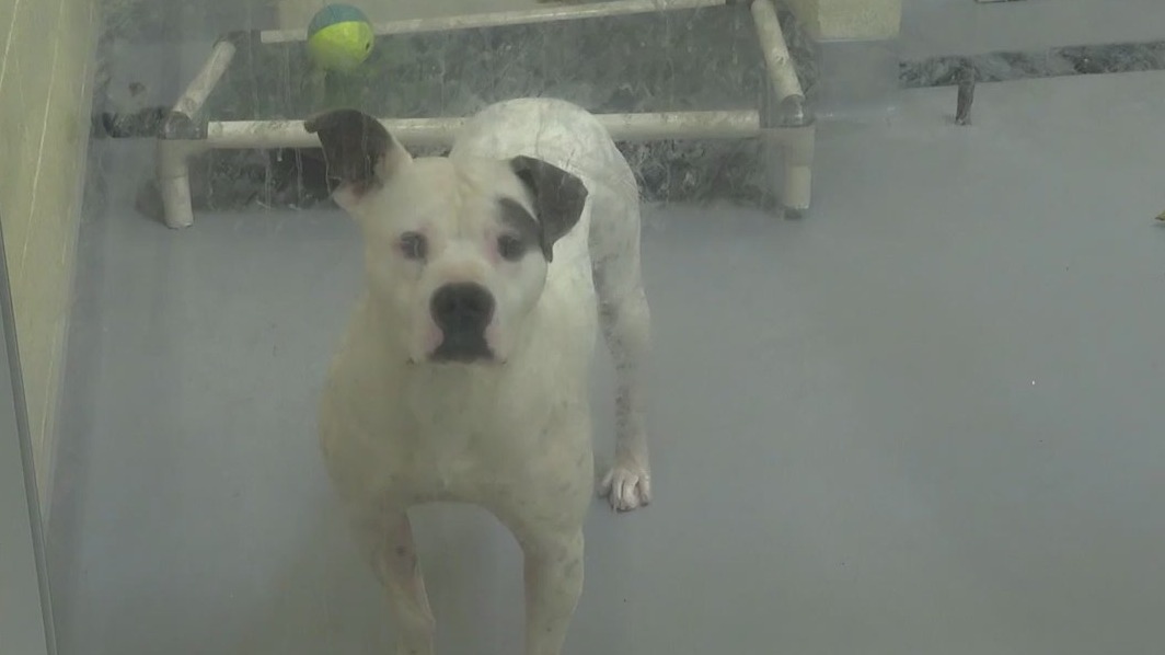 Atlanta pets in need of forever homes