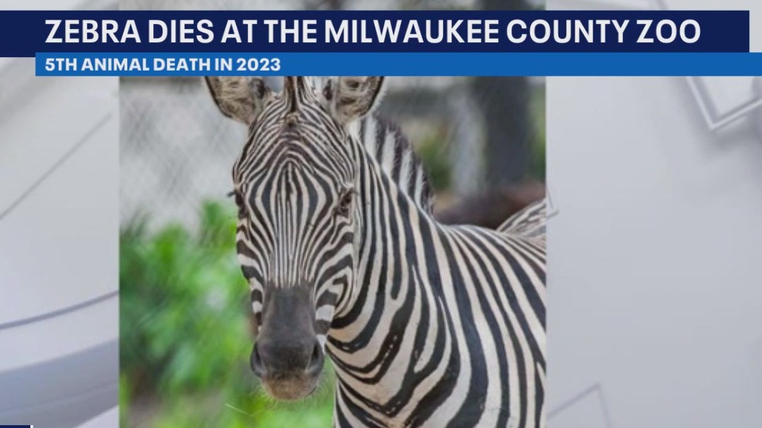 Milwaukee County Zoo zebra dies; came in contact with wire fencing