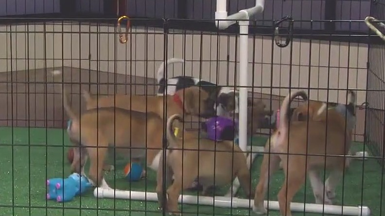 Puppies gearing up for 'Puppy Bowl'