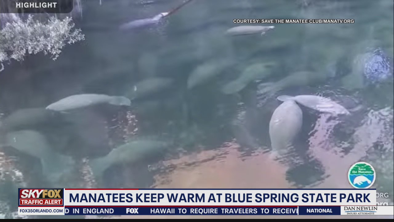 Manatees gather at Blue Spring State Park to stay warm during big chill