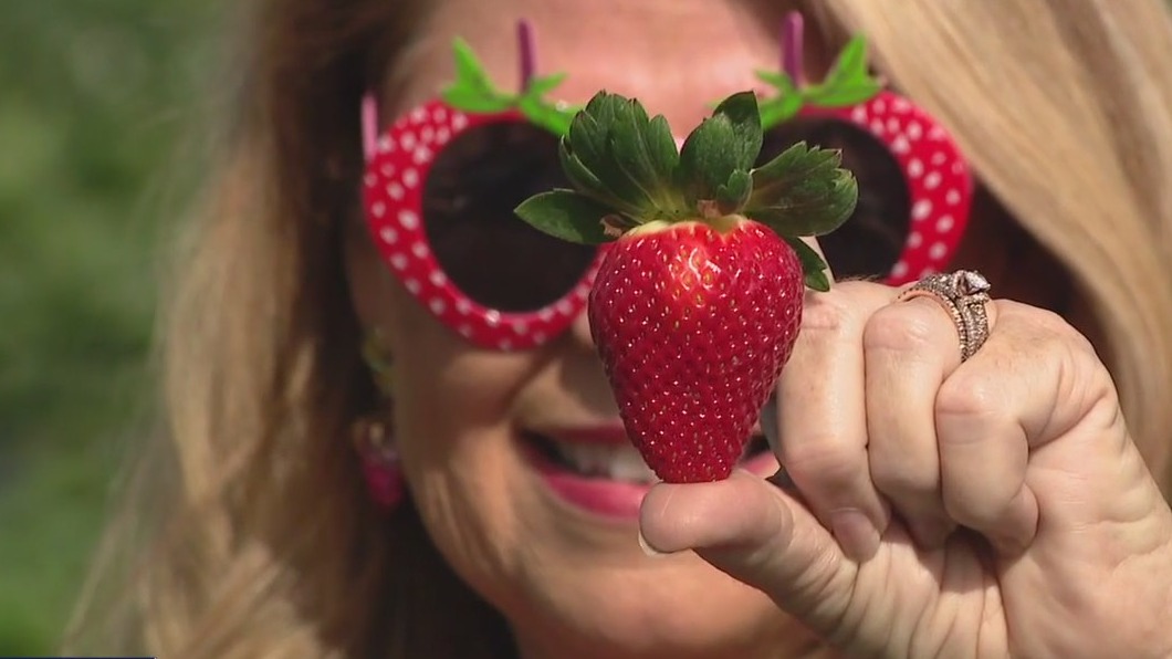 Bay Area woman champion of Strawberry industry