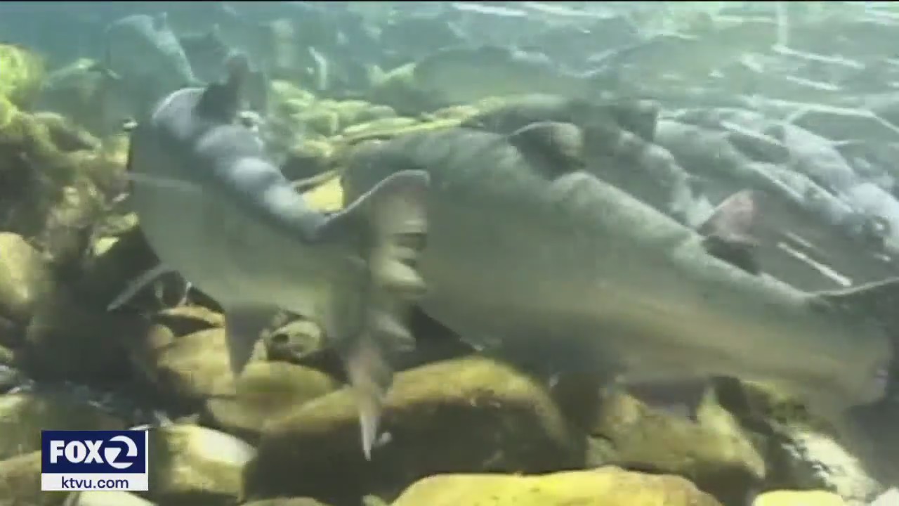 Bay Area crab and salmon fishermen hit hard