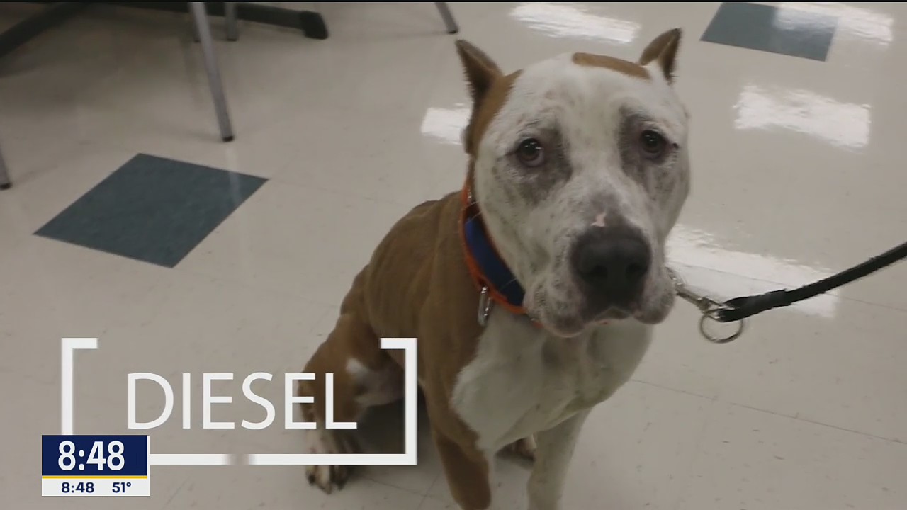 Dog of the Day: Diesel