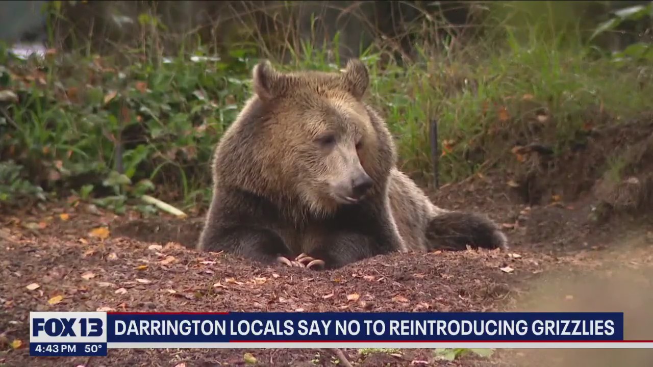 Darrington locals say 'no' to reintroducing grizzlies