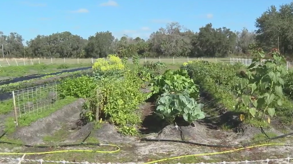 Sarasota partnership for future farmers