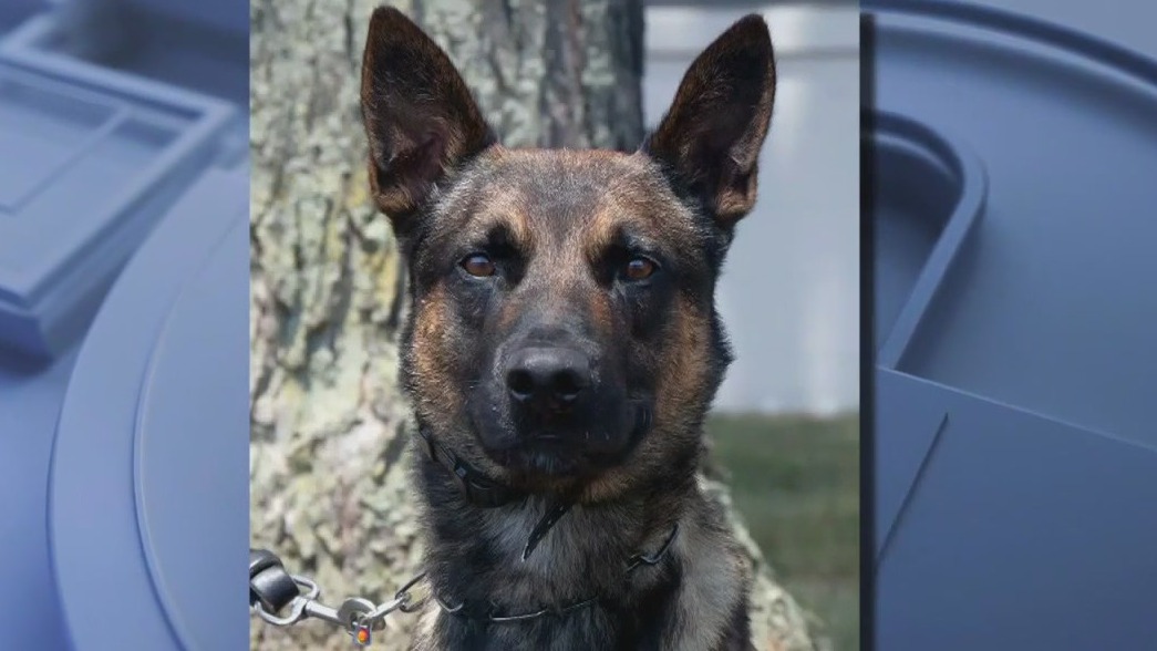 Police dog takes down escaped murderer