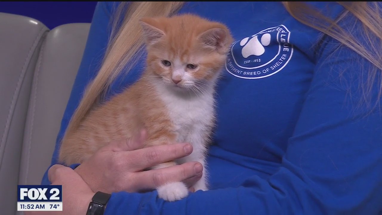 Michigan Animal Rescue League collecting donations at Emagine Theatres