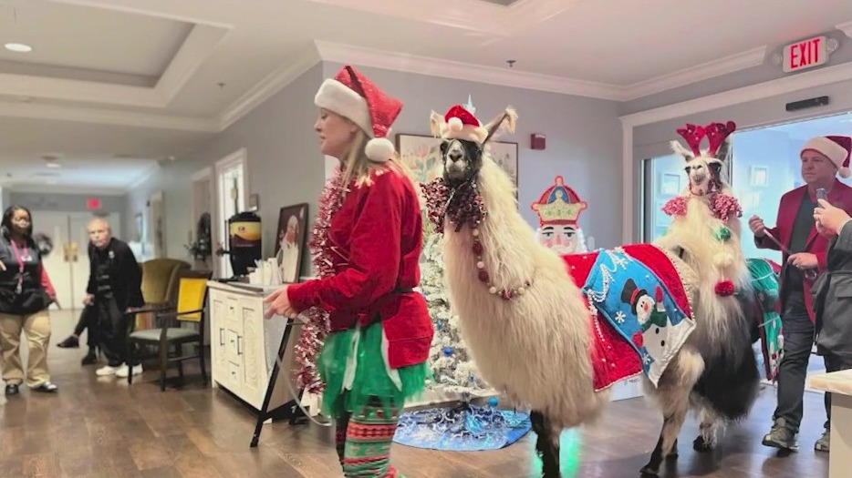 Llamas spread holiday joy in Roswell
