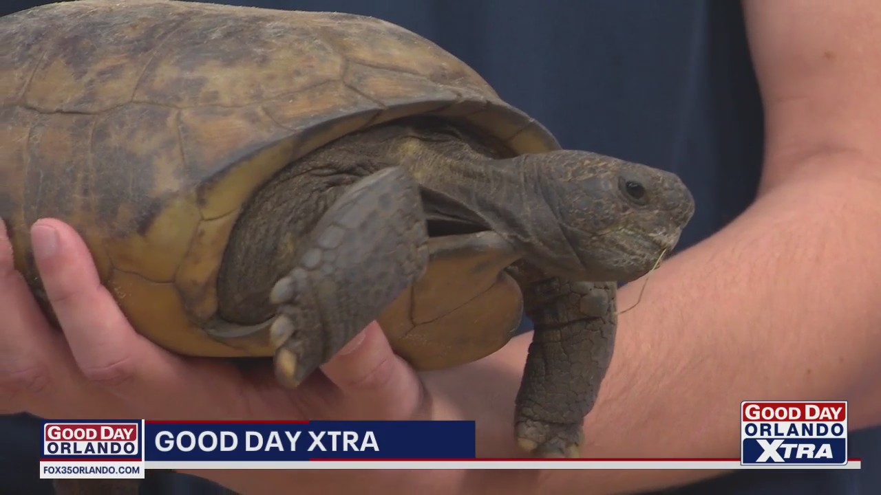 Sensory Safari at Central Florida Zoo: A sneak peek