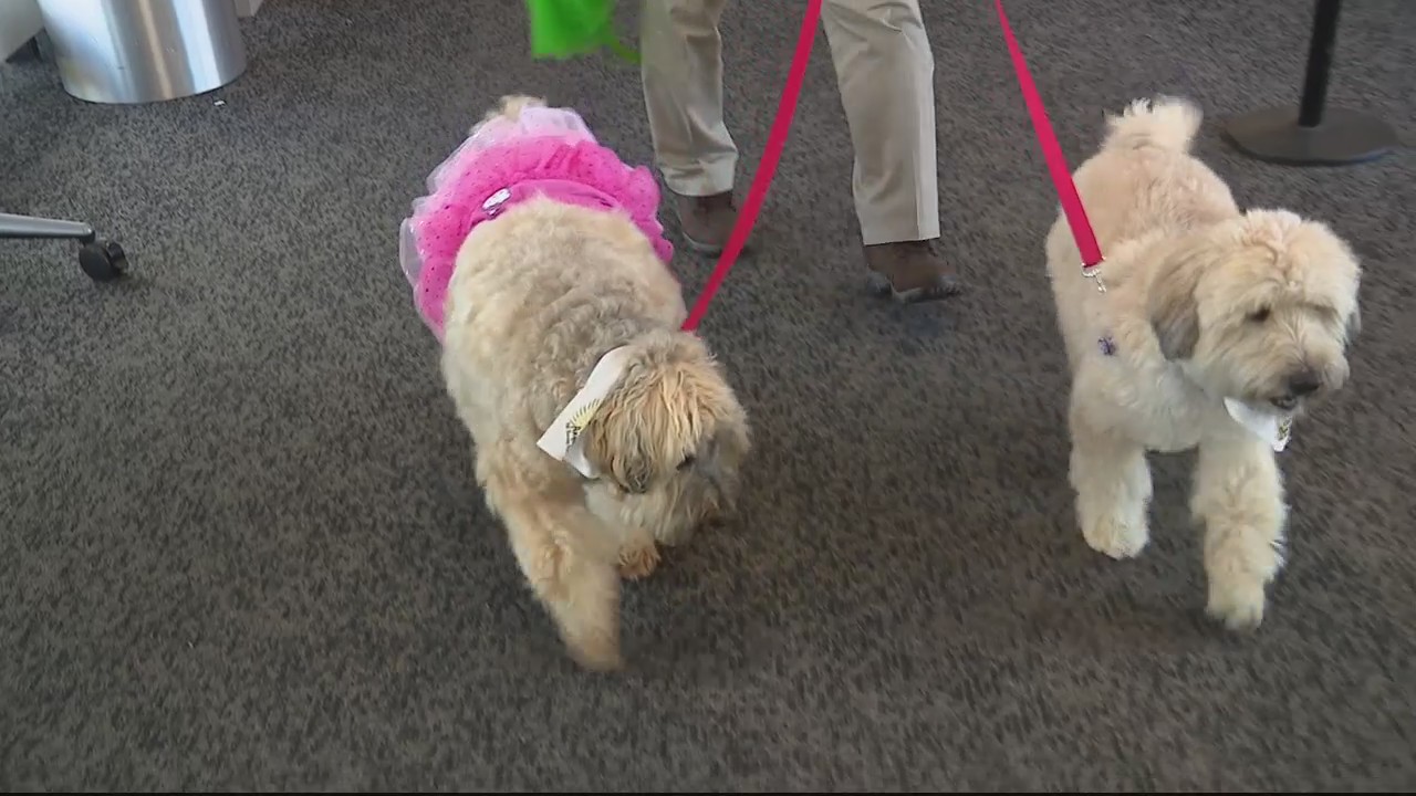 Beaumont therapy dogs get in the Halloween spirit