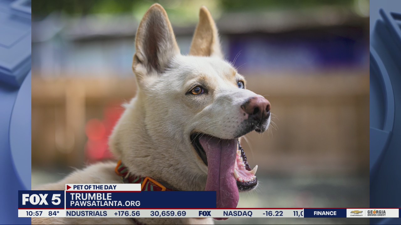 Pet of the Day from Paws Atlanta