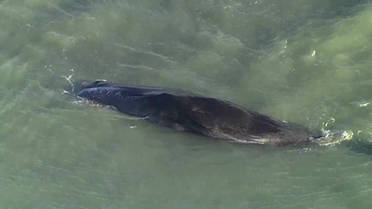 Beached whale off Venice coast confirmed dead